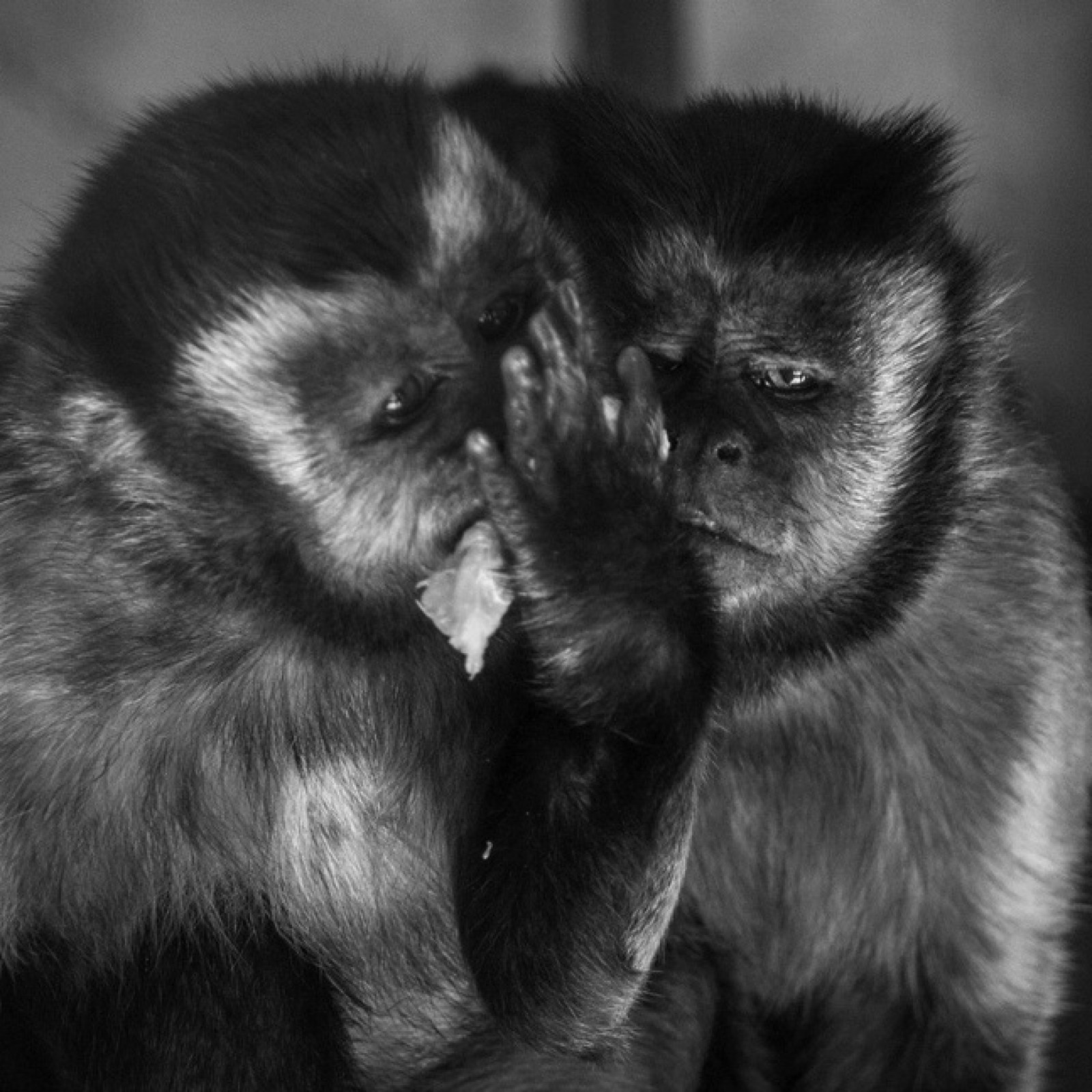 <?php echo pulse_output(); ?>