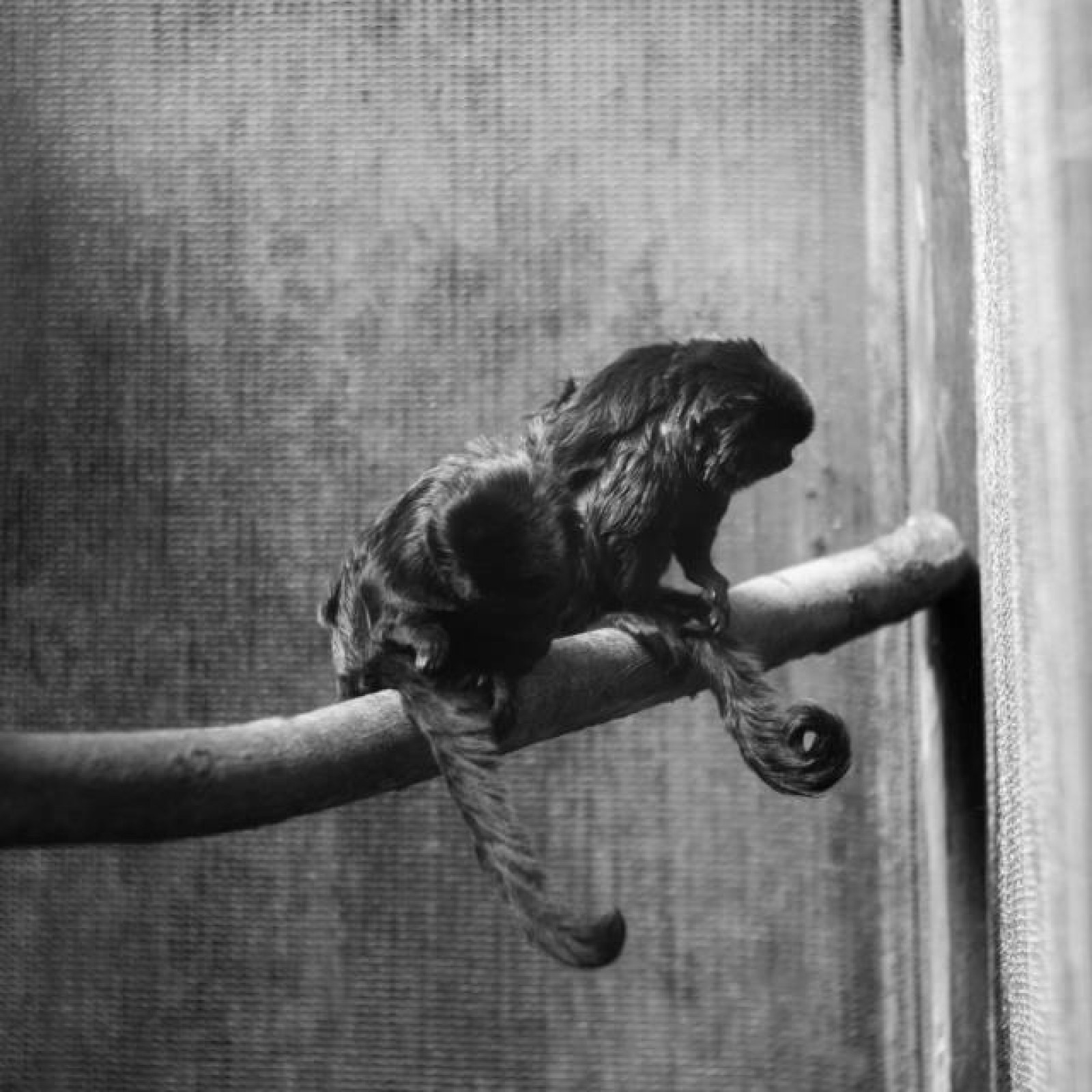 <?php echo pulse_output(); ?>