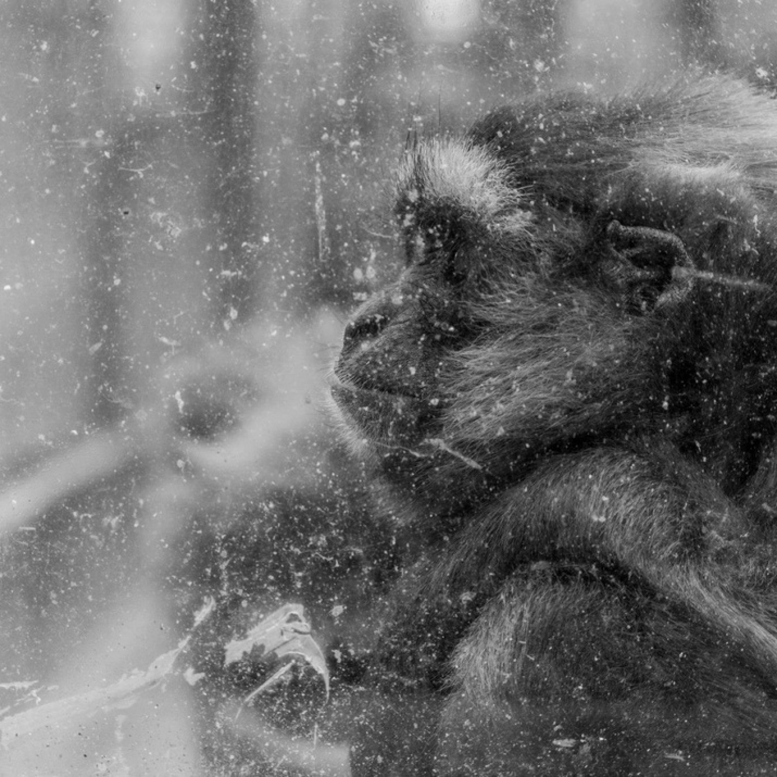 <?php echo pulse_output(); ?>