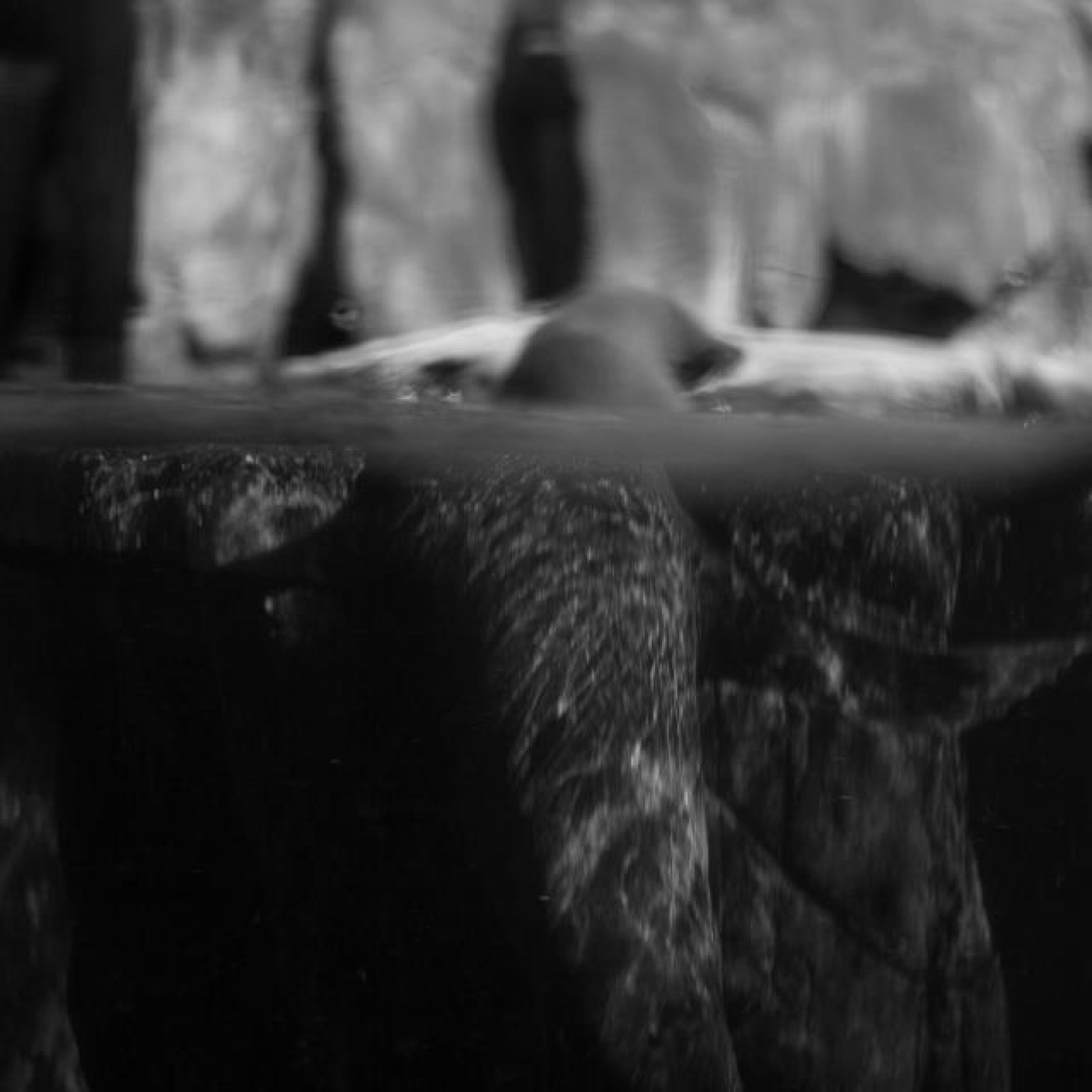 <?php echo pulse_output(); ?>