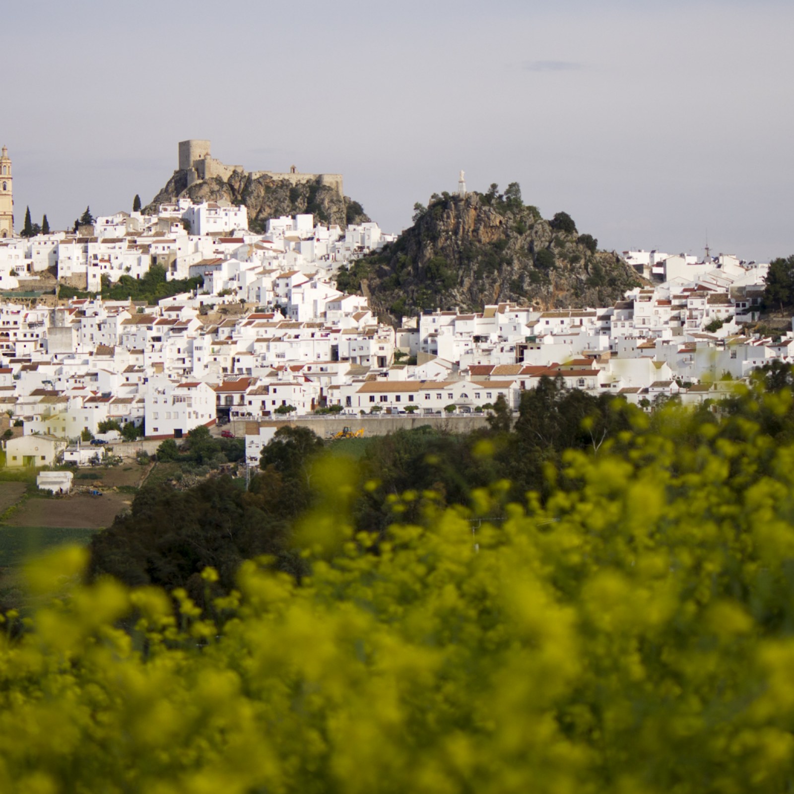 <?php echo pulse_output(); ?>