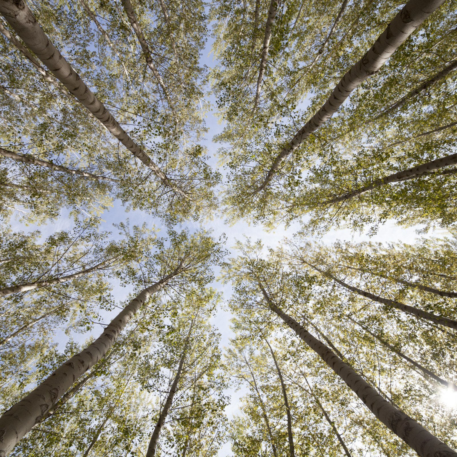 <?php echo pulse_output(); ?>